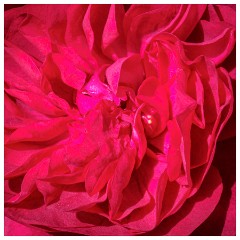 073 Dorset   May and June 2023  Cerne Abbas - Red Rose