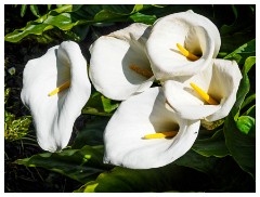 074 Dorset   May and June 2023  Cerne Abbas - Arum Lily