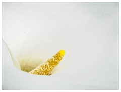 075 Dorset   May and June 2023  Cerne Abbas - Arum Lily