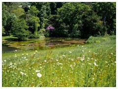 082 Dorset   May and June 2023  Minterne Garden