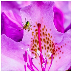 083 Dorset   May and June 2023  Minterne Garden - Cucumber Spider