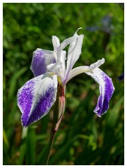 084 Dorset   May and June 2023  Minterne Garden - Iris