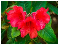 086 Dorset   May and June 2023  Minterne Garden - Rhododendron