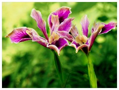 087 Dorset   May and June 2023  Minterne Garden - Iris