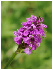088 Dorset   May and June 2023  Minterne Garden - Broad Leaved Marsh Orchid