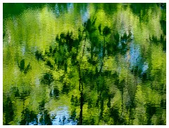 089 Dorset   May and June 2023  Minterne Garden - Reflections