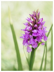 092 Dorset   May and June 2023  Minterne Garden - Marsh Orchid