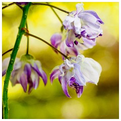 093 Dorset   May and June 2023  Minterne Garden - Wisteria