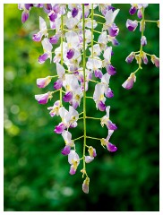 094 Dorset   May and June 2023  Minterne Garden - Wisteria