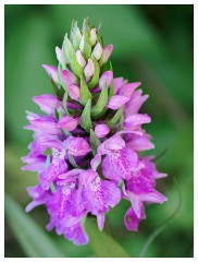 095 Dorset   May and June 2023  Minterne Garden - Marsh Orchid