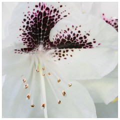 096 Dorset   May and June 2023  Minterne Garden - Rhododendron