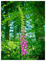 097 Dorset   May and June 2023  Hooke Park - Foxglove