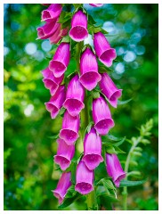 098 Dorset   May and June 2023  Hooke Park - Foxglove