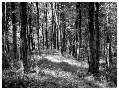 099 Dorset   May and June 2023  Hooke Park