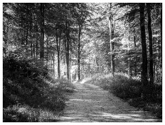 101 Dorset   May and June 2023  Hooke Park