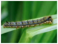 102 Dorset   May and June 2023  Hooke Park - Drinker Caterpillar