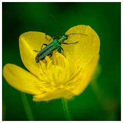 104 Dorset   May and June 2023  Hooke Park - Buttercup and Thick Legged Flower Beetle