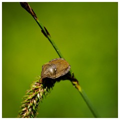 105 Dorset   May and June 2023  Hooke Park - Eurygaster Testudinaria