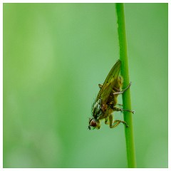 106 Dorset   May and June 2023  Hooke Park - Yellow Dung Fly