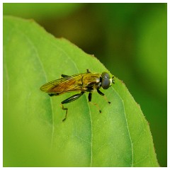 107 Dorset   May and June 2023  Hooke Park - Orange Belted Leafwalker