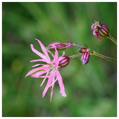 108 Dorset   May and June 2023  Hooke Park - Ragged Robin