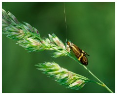 109 Dorset   May and June 2023  Hooke Park - Longhorn Moth