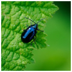 110 Dorset   May and June 2023  Hooke Park - Alder Leaf Beetle
