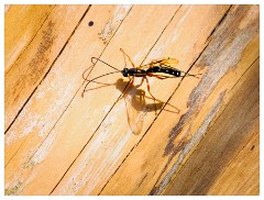 111 Dorset   May and June 2023  Hooke Park - Giant Ichneumon