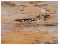 112 Dorset   May and June 2023  Hooke Park - Giant Ichneumon
