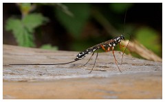 113 Dorset   May and June 2023  Hooke Park - Giant Ichneumon