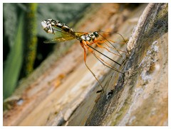 114 Dorset   May and June 2023  Hooke Park - Giant Ichneumon