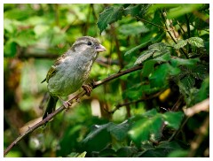 115 Dorset   May and June 2023  Kingcombe Centre - House Sparrow