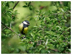 116 Dorset   May and June 2023  Kingcombe Centre - Great Tit