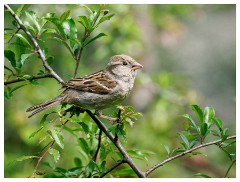 117 Dorset   May and June 2023  Kingcombe Centre - House Sparrow