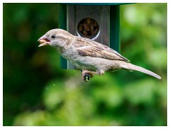 118 Dorset   May and June 2023  Kingcombe Centre - House Sparrow