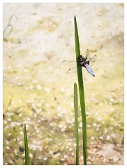 119 Dorset   May and June 2023  The Kingcombe Centre - Broad-Bodied Chaser