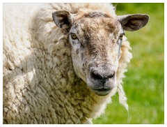 120 Dorset   May and June 2023  Higher Kingcombe Lodge - Sheep