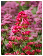 145 Dorset   May and June 2023  Lulworth Cove - Valerian