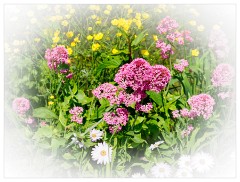 146 Dorset   May and June 2023  Lulworth Cove - Wild Flowers