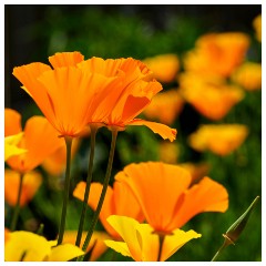 147 Dorset   May and June 2023  Lulworth Cove - Californian Poppies