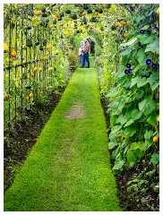 020 Helmingham Hall  Avenue of Gourds