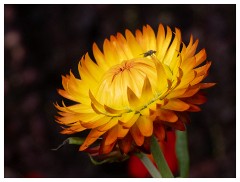023 Helmingham Hall  Strawflower