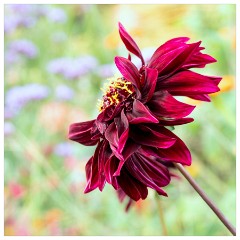 024 Helmingham Hall  Dahlia