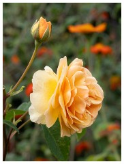 025 Helmingham Hall  Rose