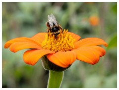 027 Helmingham Hall  Bee