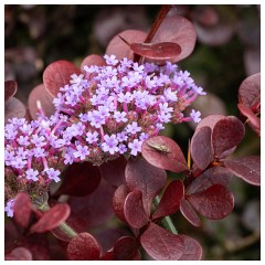028 Helmingham Hall  Verbena