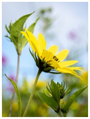 029 Helmingham Hall  Sunflower