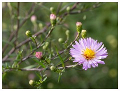 030 Helmingham Hall  Michaelmas Daisy