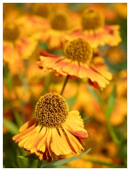 031 Helmingham Hall  Helenium