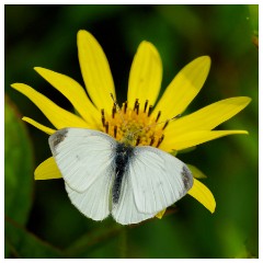 032 Helmingham Hall  Small White Butterfly